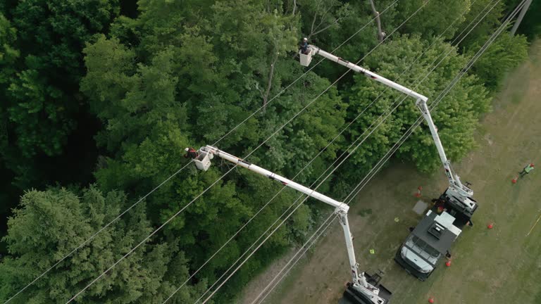 How Our Tree Care Process Works  in Spencer, OK